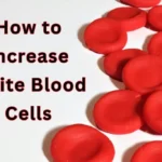 how to increase white blood cells