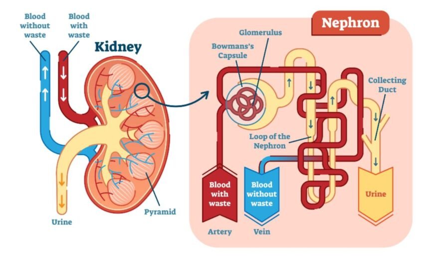 How to Slow the Progression of Chronic Kidney Disease - Doctiplus