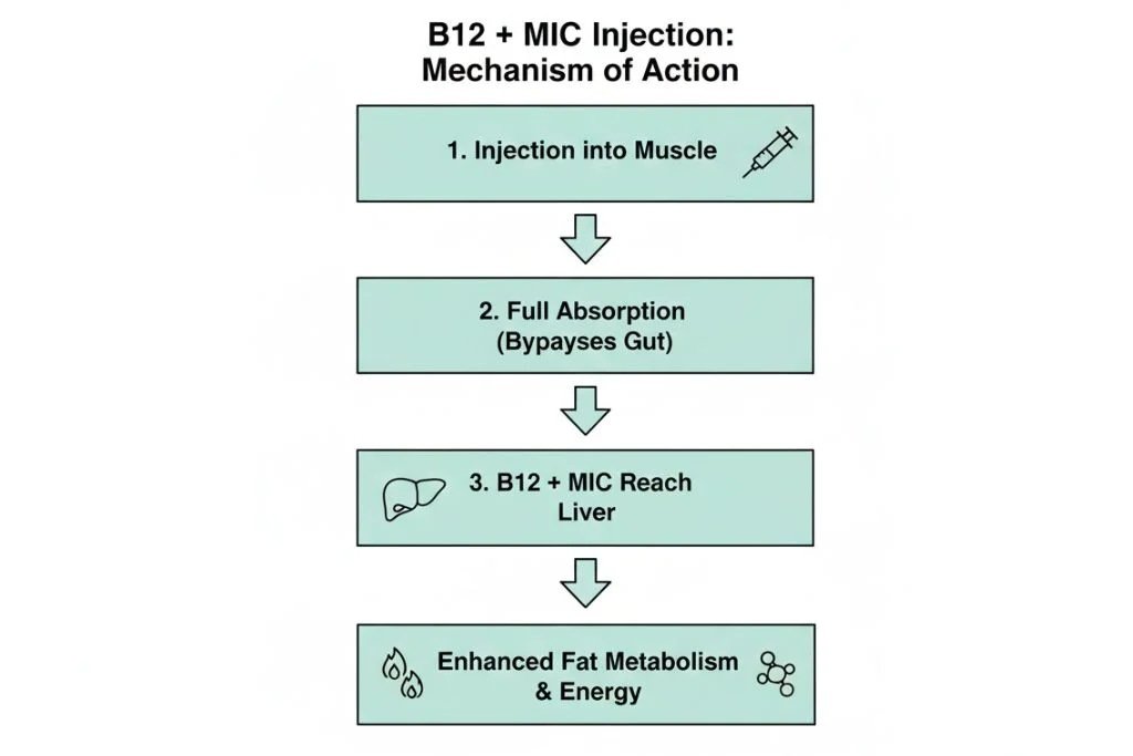 How Lipo B12 Injections Work in the Body