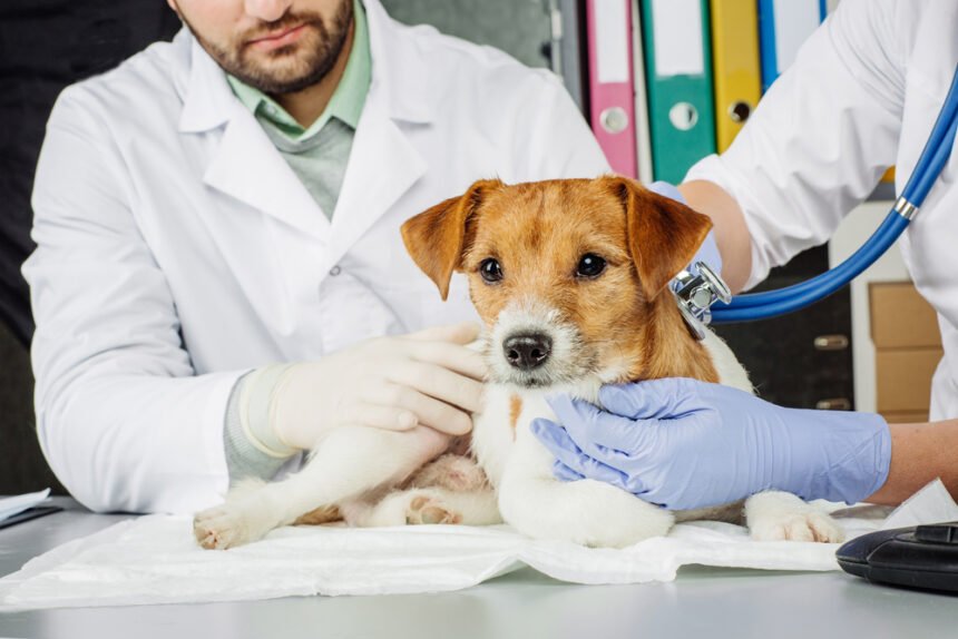 Why Anxious Pets Thrive With Natural CBD Products