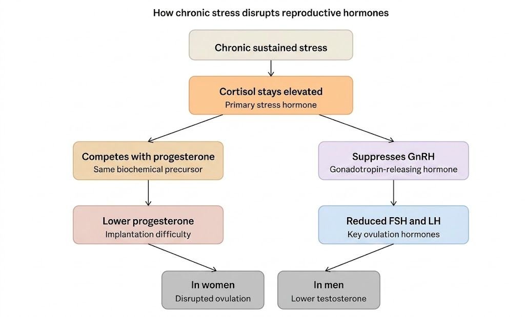 How Chronic Stress Disrupts Reproductive Hormones