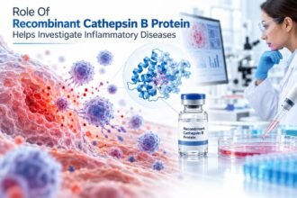 Role Of Recombinant Cathepsin B Protein Helps Investigate Inflammatory Diseases